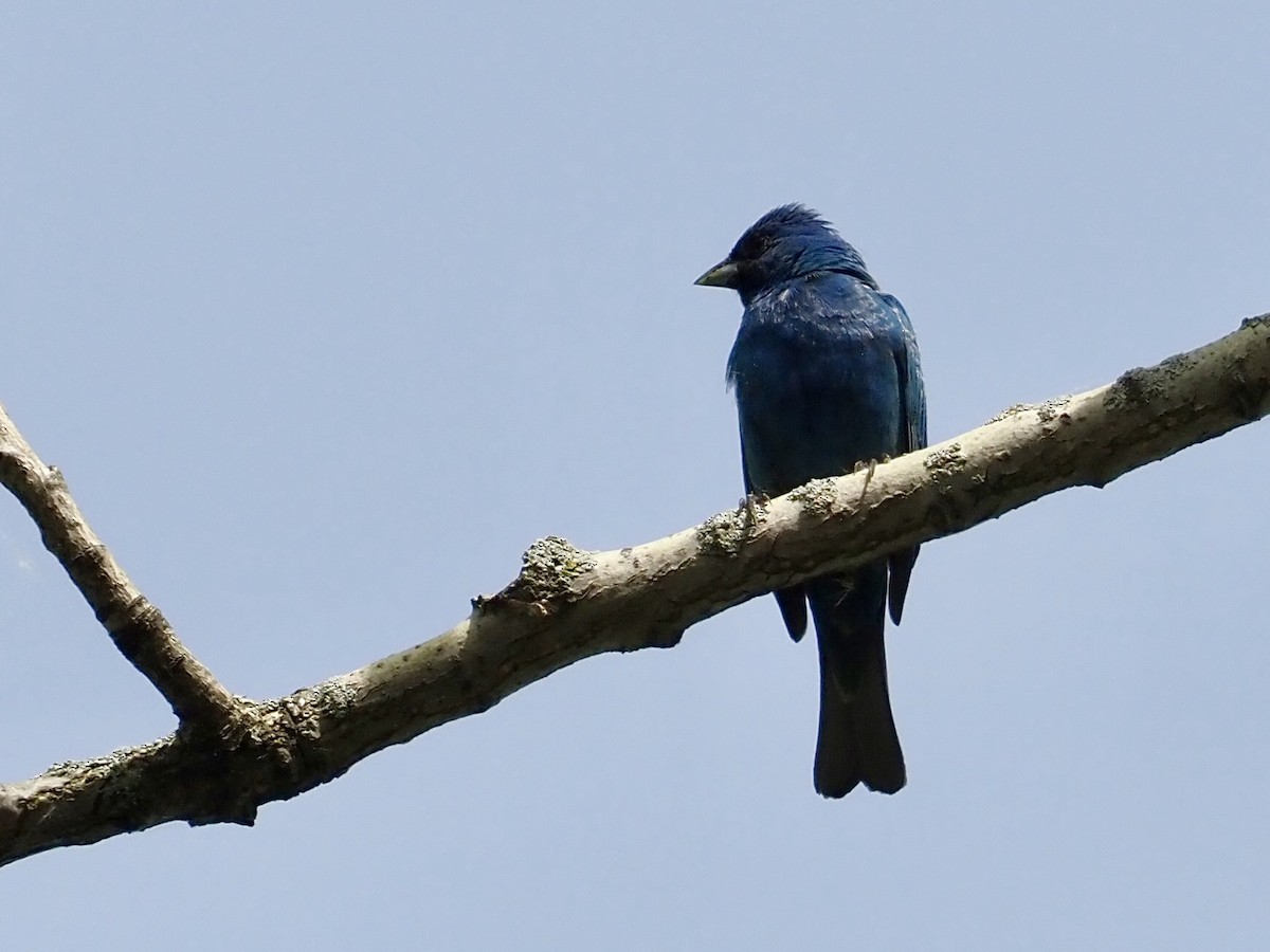 Indigo Bunting - Sarah Preston