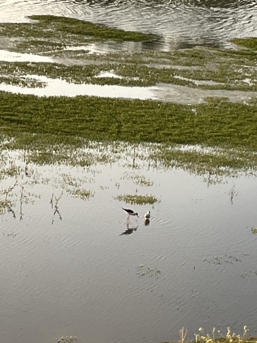 Black-necked Stilt - Nick Krolikowski