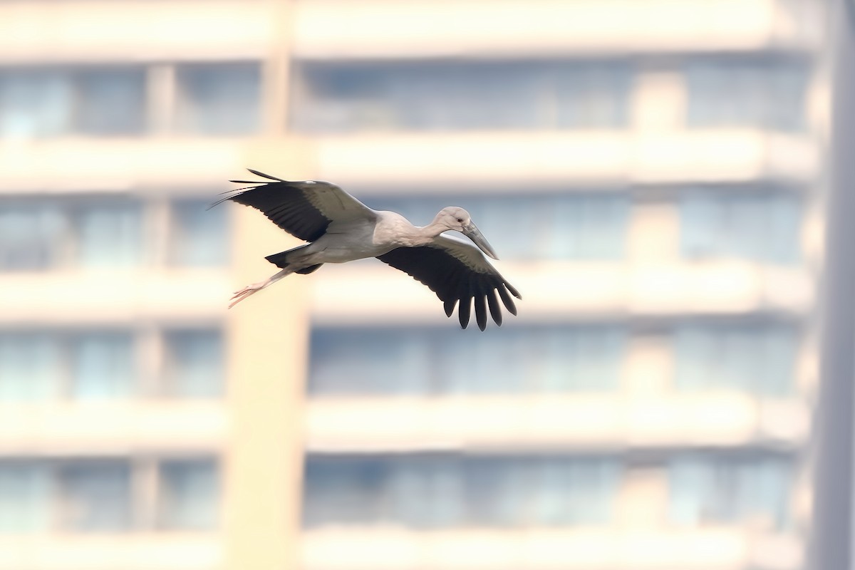 Asian Openbill - Chris Chafer