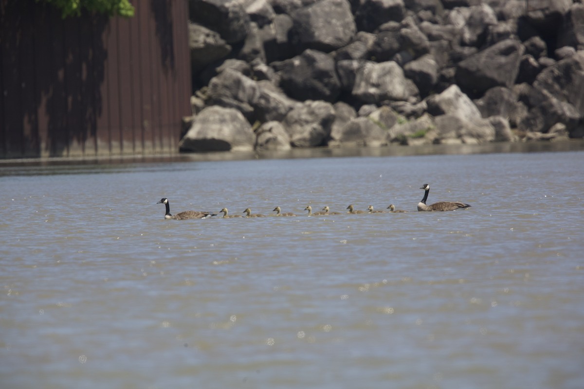 Canada Goose - Paul Miller