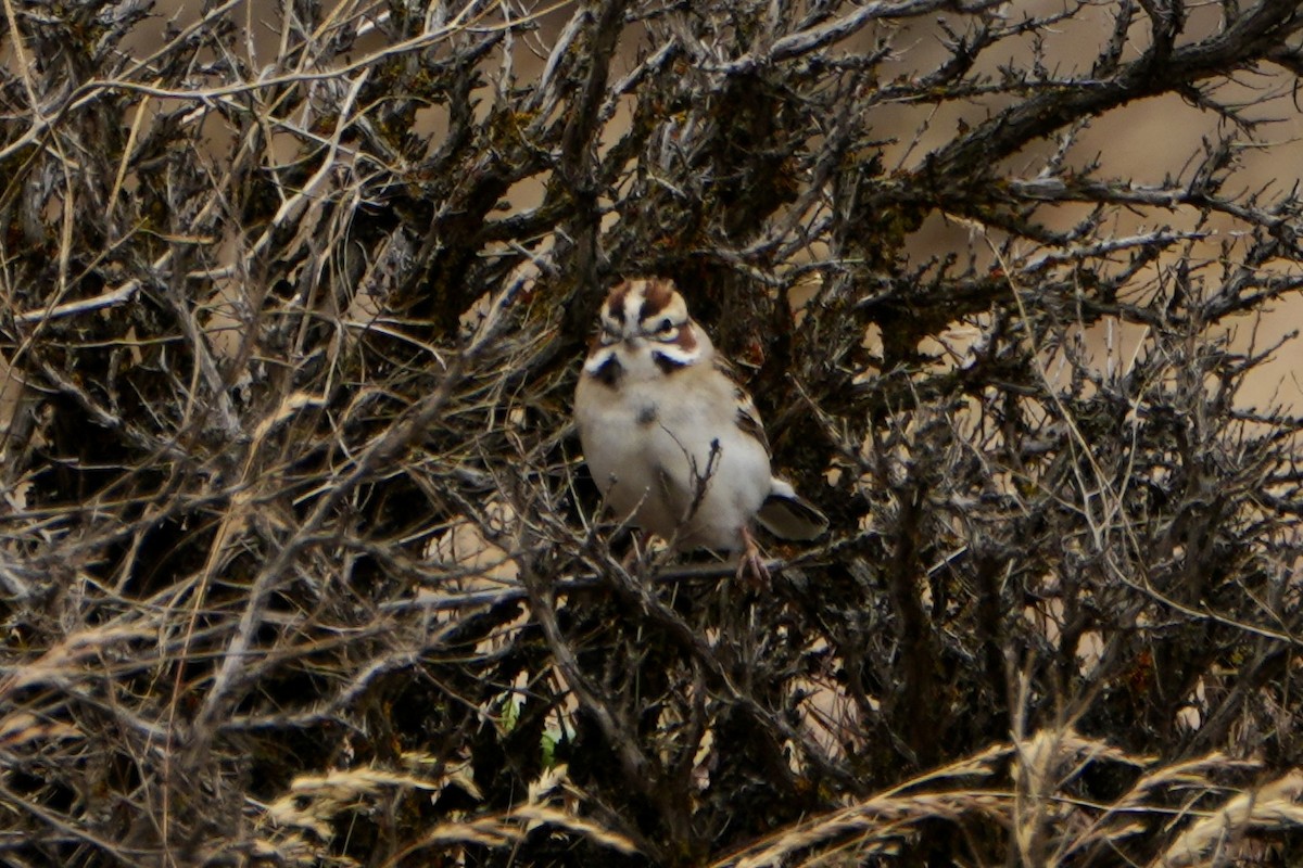 Lark Sparrow - Kevin Waggoner