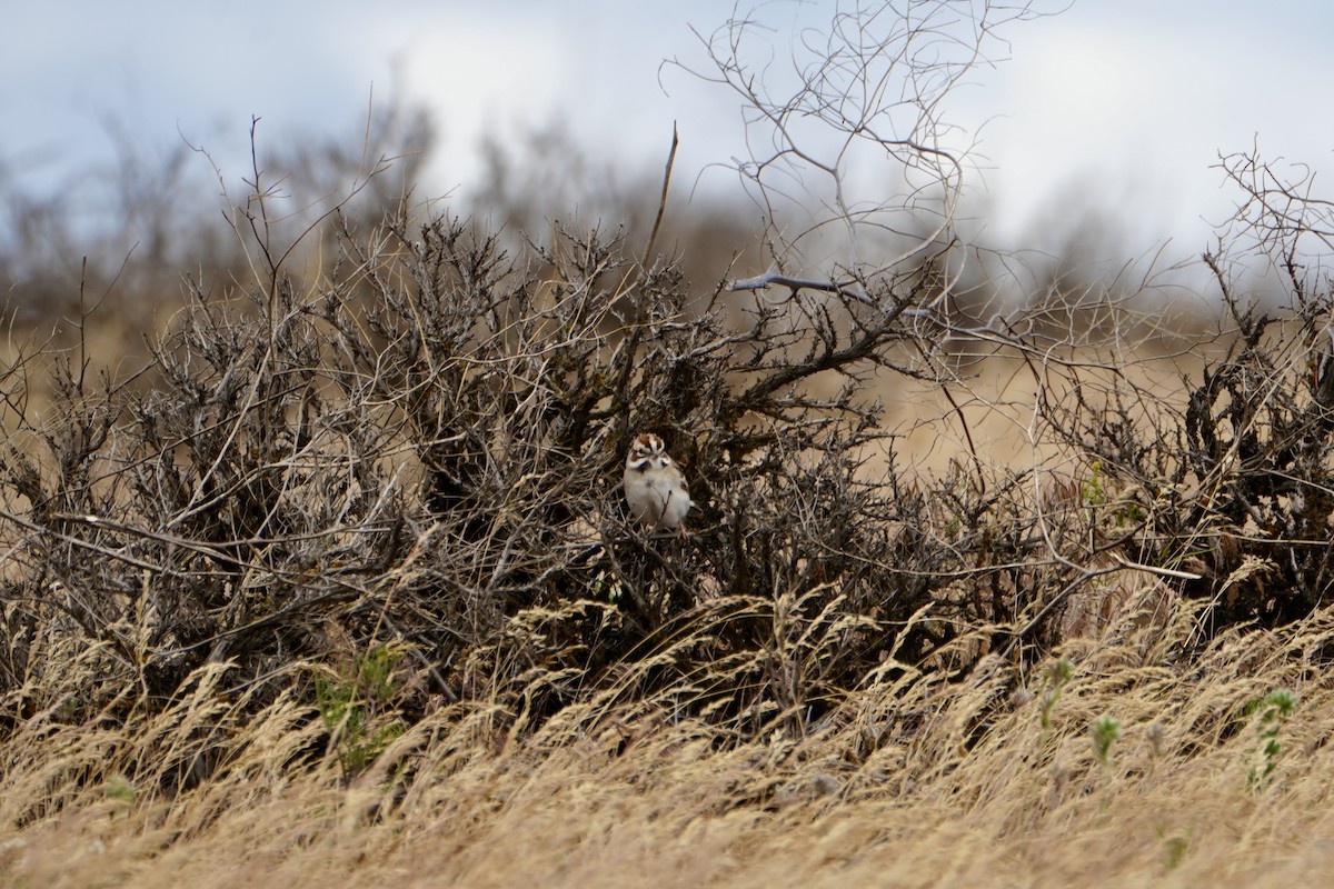 Lark Sparrow - Kevin Waggoner