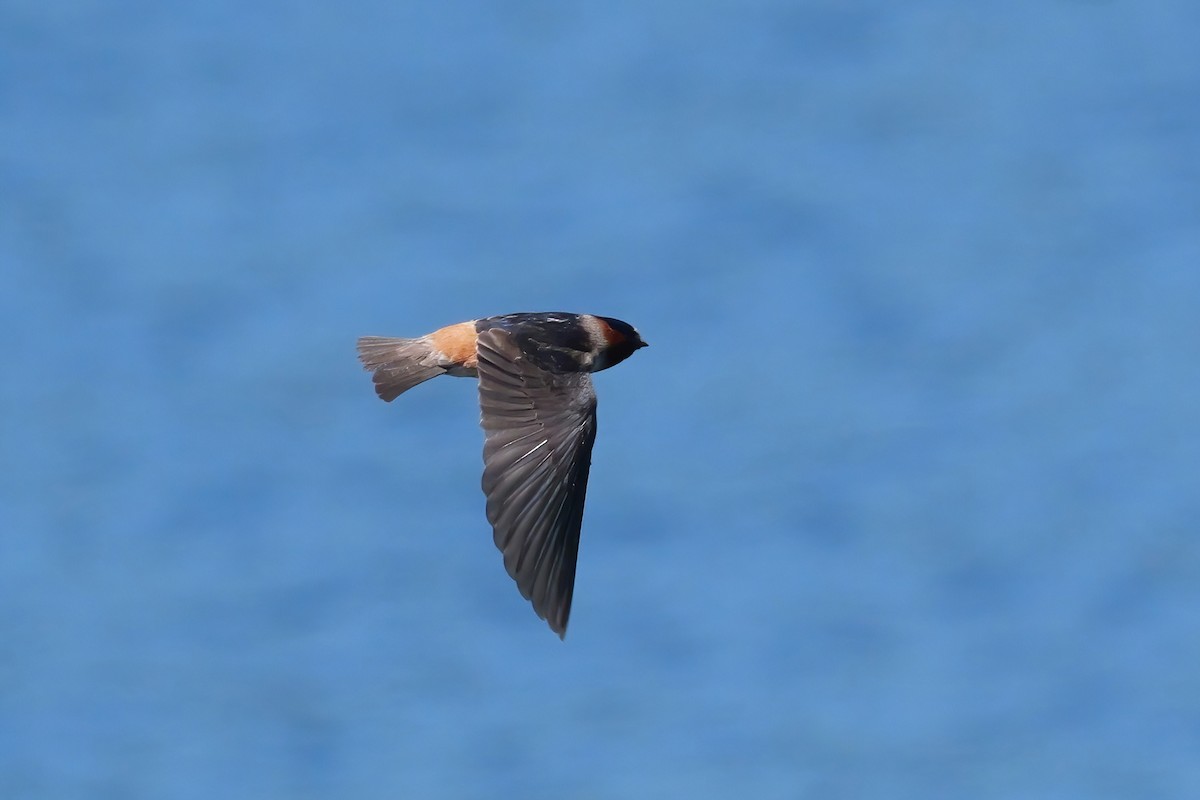 Cliff Swallow - Russ Smiley