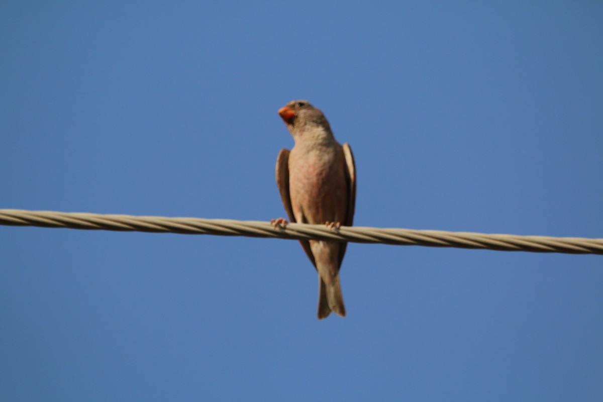 Trumpeter Finch - Mohamed Farouk