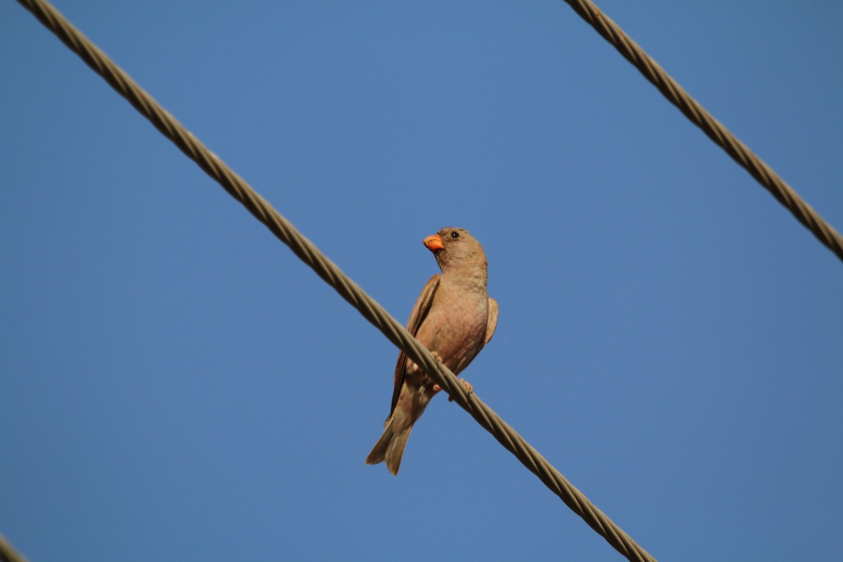 Trumpeter Finch - Mohamed Farouk