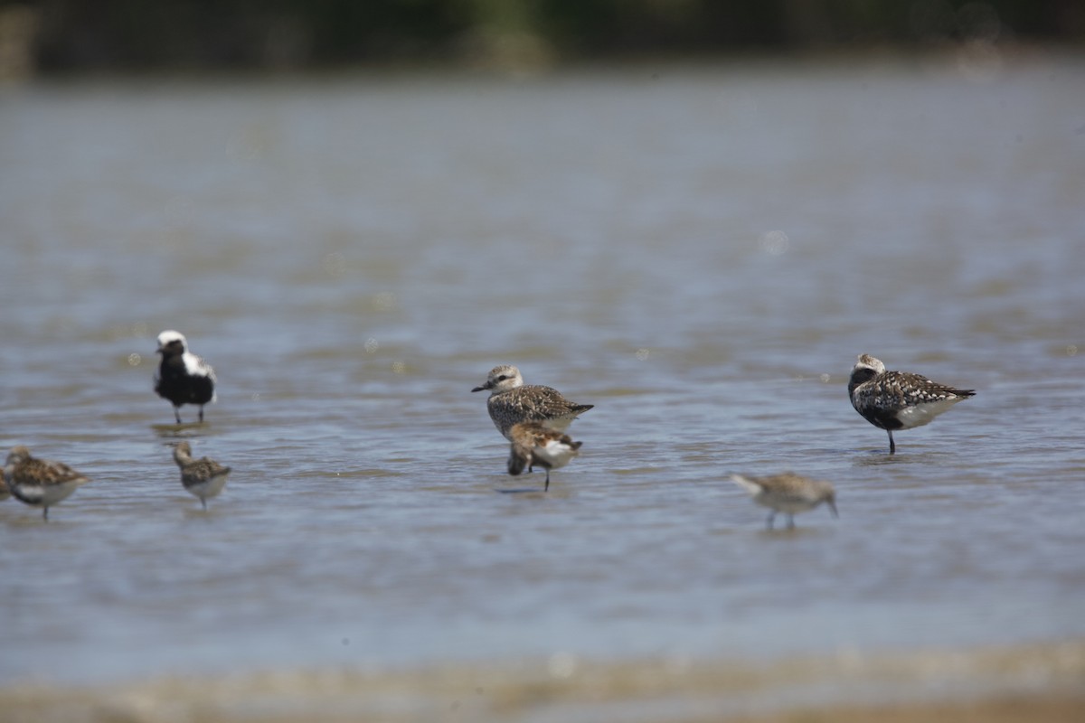 Black-bellied Plover - Paul Miller