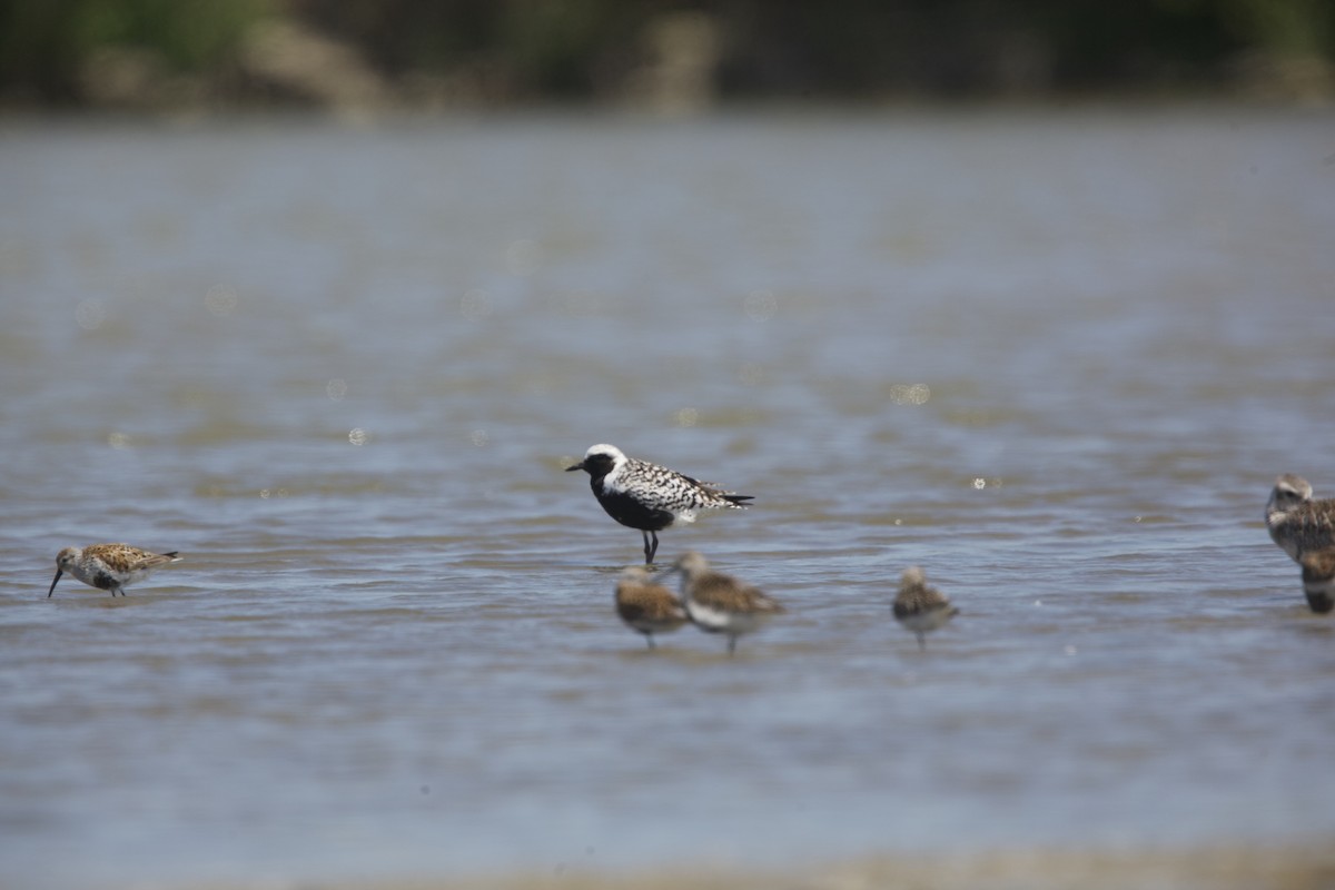 Black-bellied Plover - Paul Miller