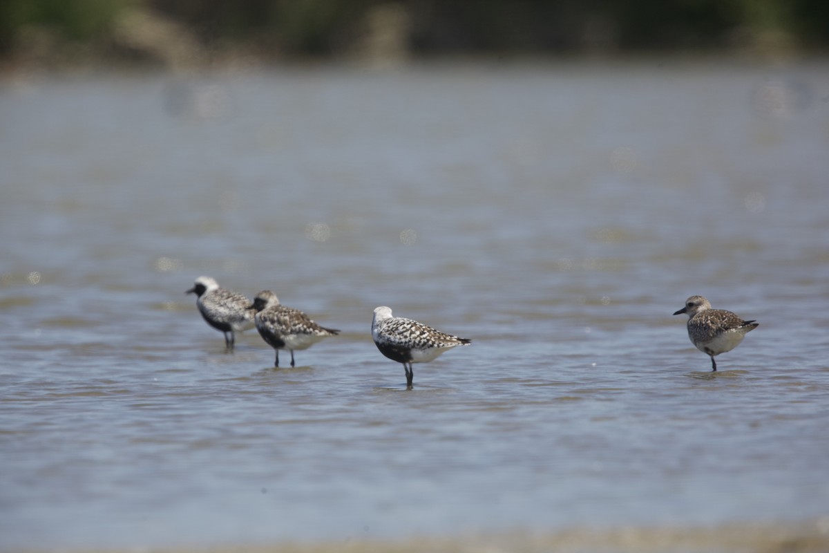 Black-bellied Plover - Paul Miller