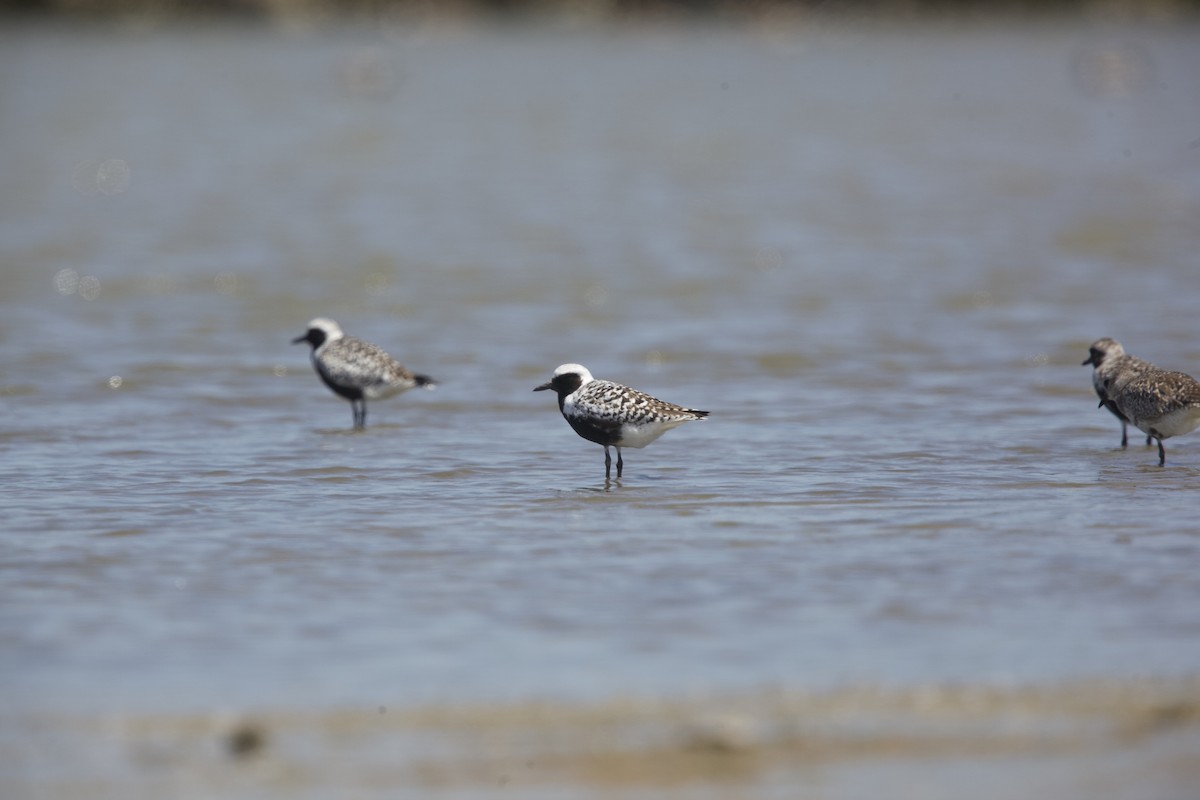 Black-bellied Plover - Paul Miller