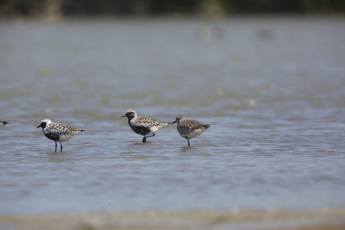 Black-bellied Plover - Paul Miller