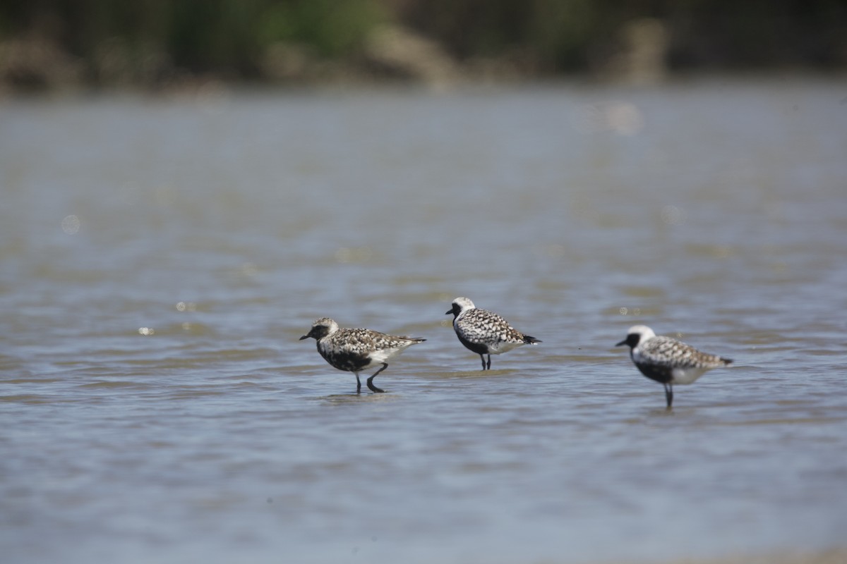 Black-bellied Plover - Paul Miller