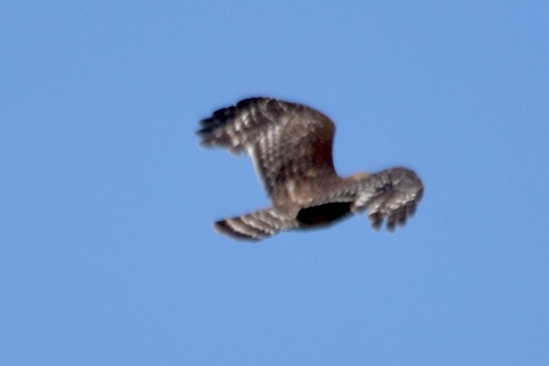 Red-shouldered Hawk - Richard Thorley