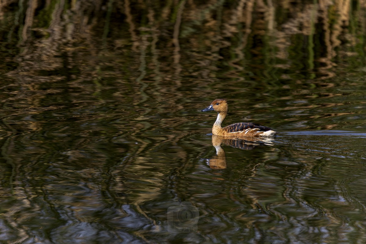 Fulvous Whistling-Duck - Damian Olay Romero