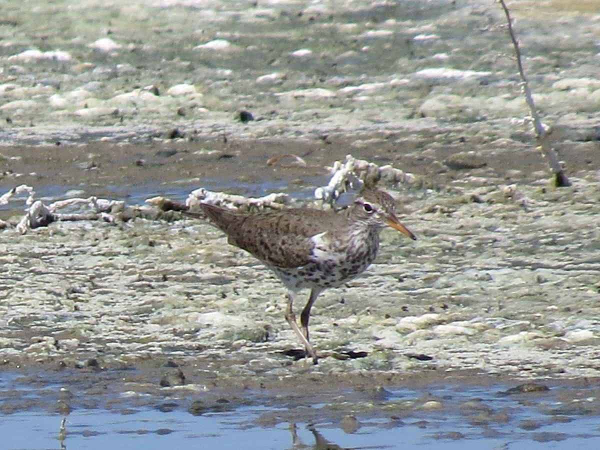 Spotted Sandpiper - Lorene Myers