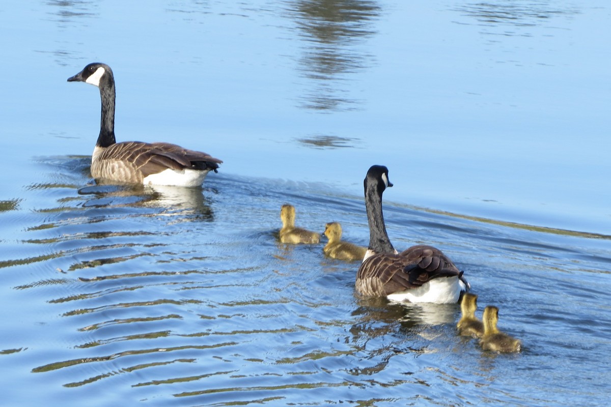 Canada Goose - Kathy  Kirk