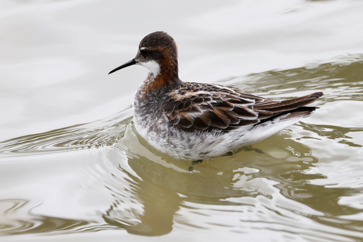 Red-necked Phalarope - Torgil Zethson