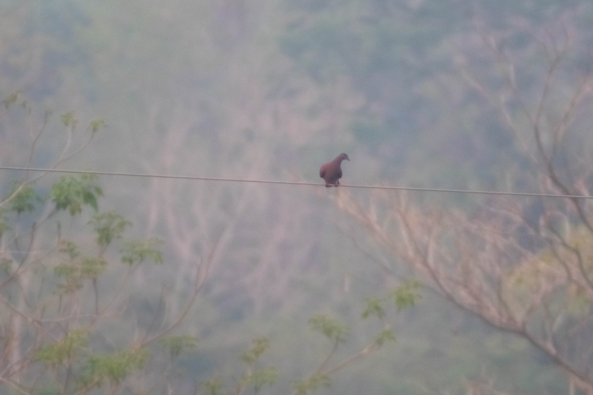 Pale-vented Pigeon - Manuel de Jesus Hernandez Ancheita