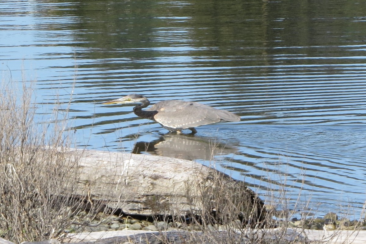 Great Blue Heron - Kathy  Kirk