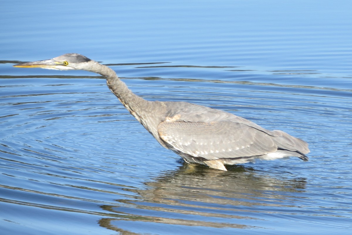 Great Blue Heron - Kathy  Kirk