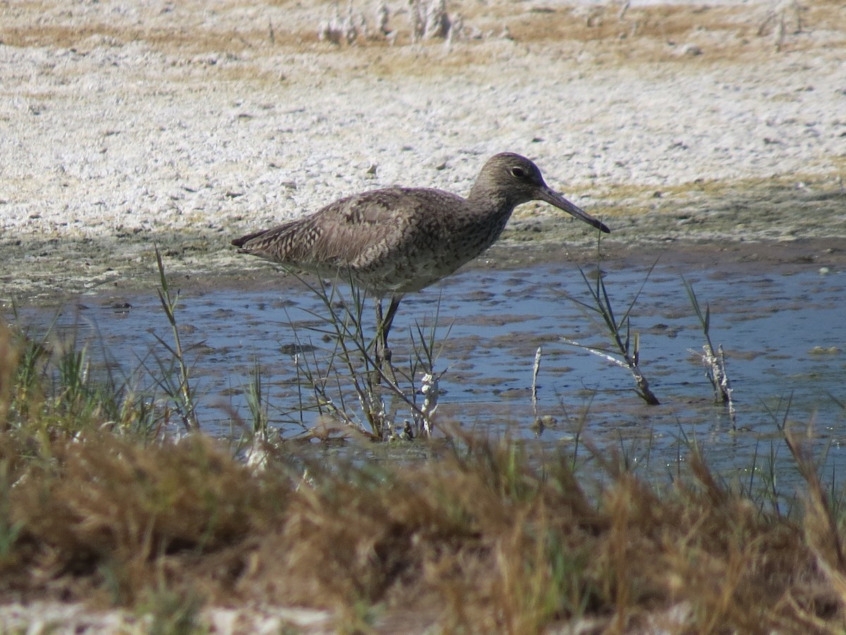 Willet - Lorene Myers