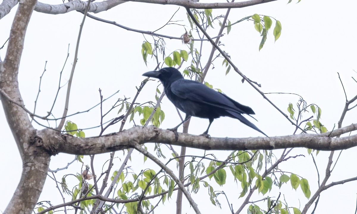 Large-billed Crow - Paul Fenwick