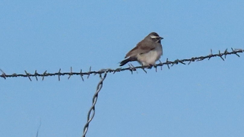 Black-throated Sparrow - Rozelle Wright