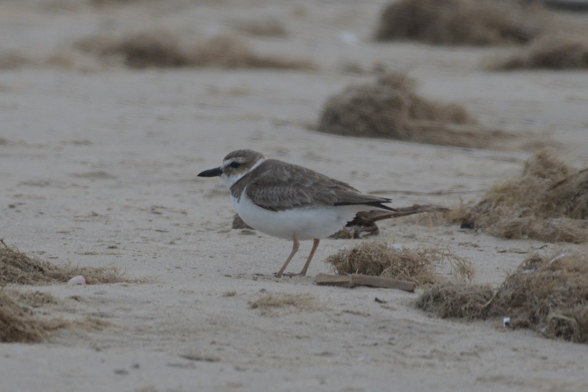 Wilson's Plover - M Kelly