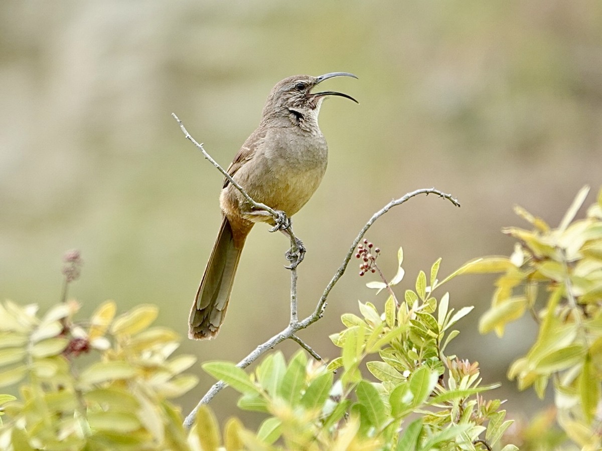 California Thrasher - Brian Daniels