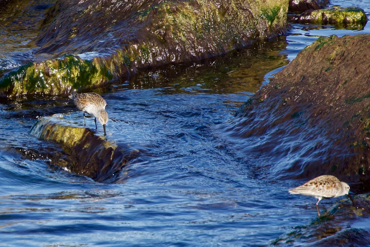 Dunlin - ML619552986