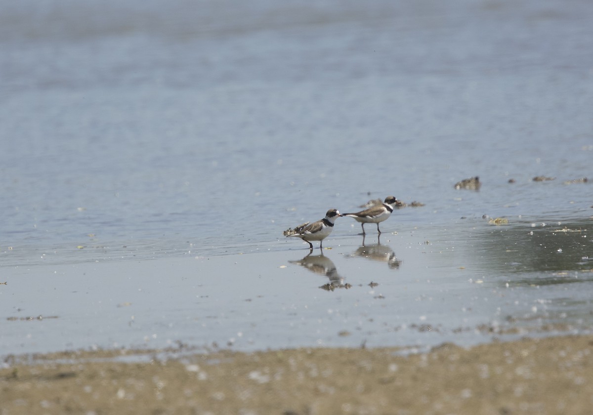 Semipalmated Plover - Paul Miller