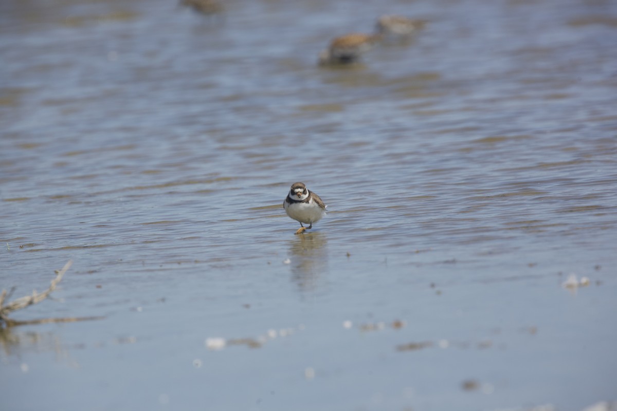 Semipalmated Plover - Paul Miller