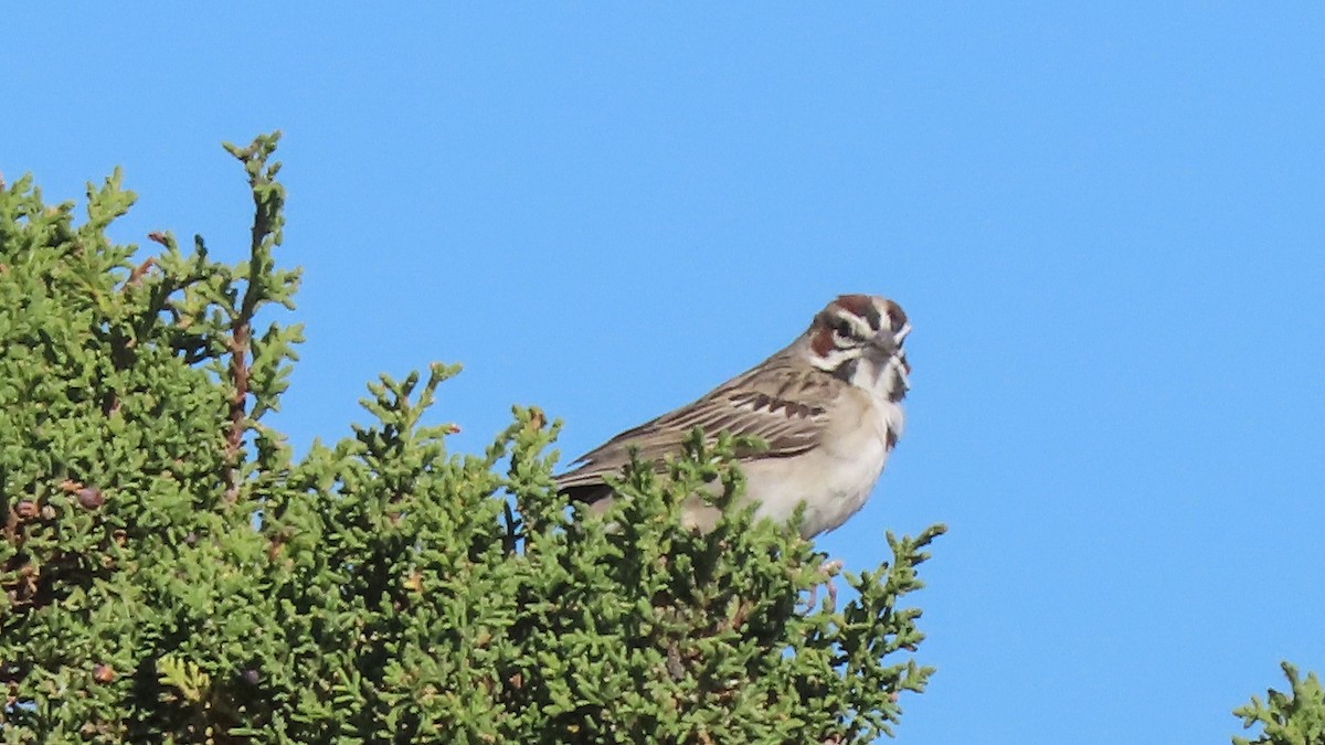 Lark Sparrow - Rozelle Wright