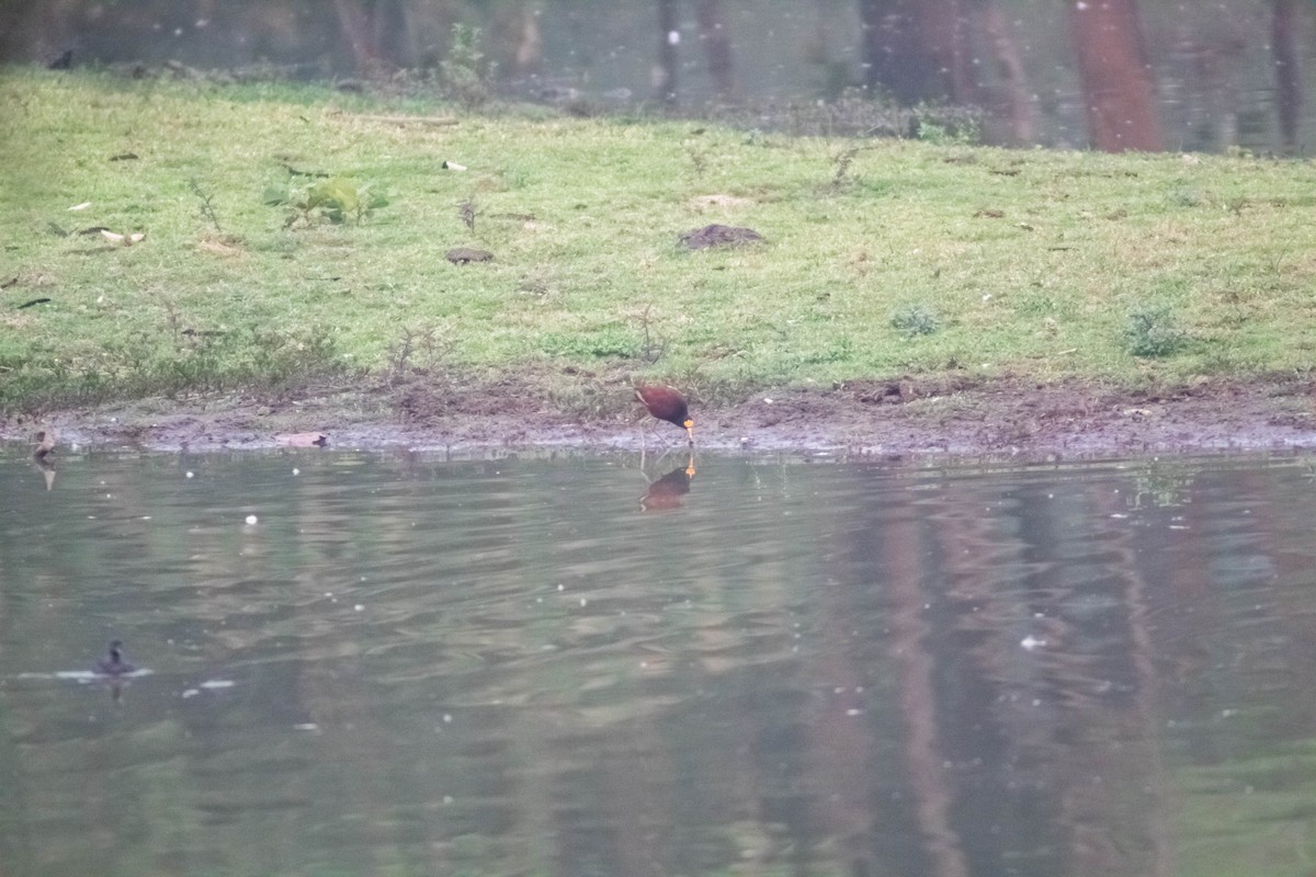 Northern Jacana - Manuel de Jesus Hernandez Ancheita