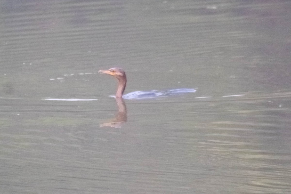 Neotropic Cormorant - Manuel de Jesus Hernandez Ancheita