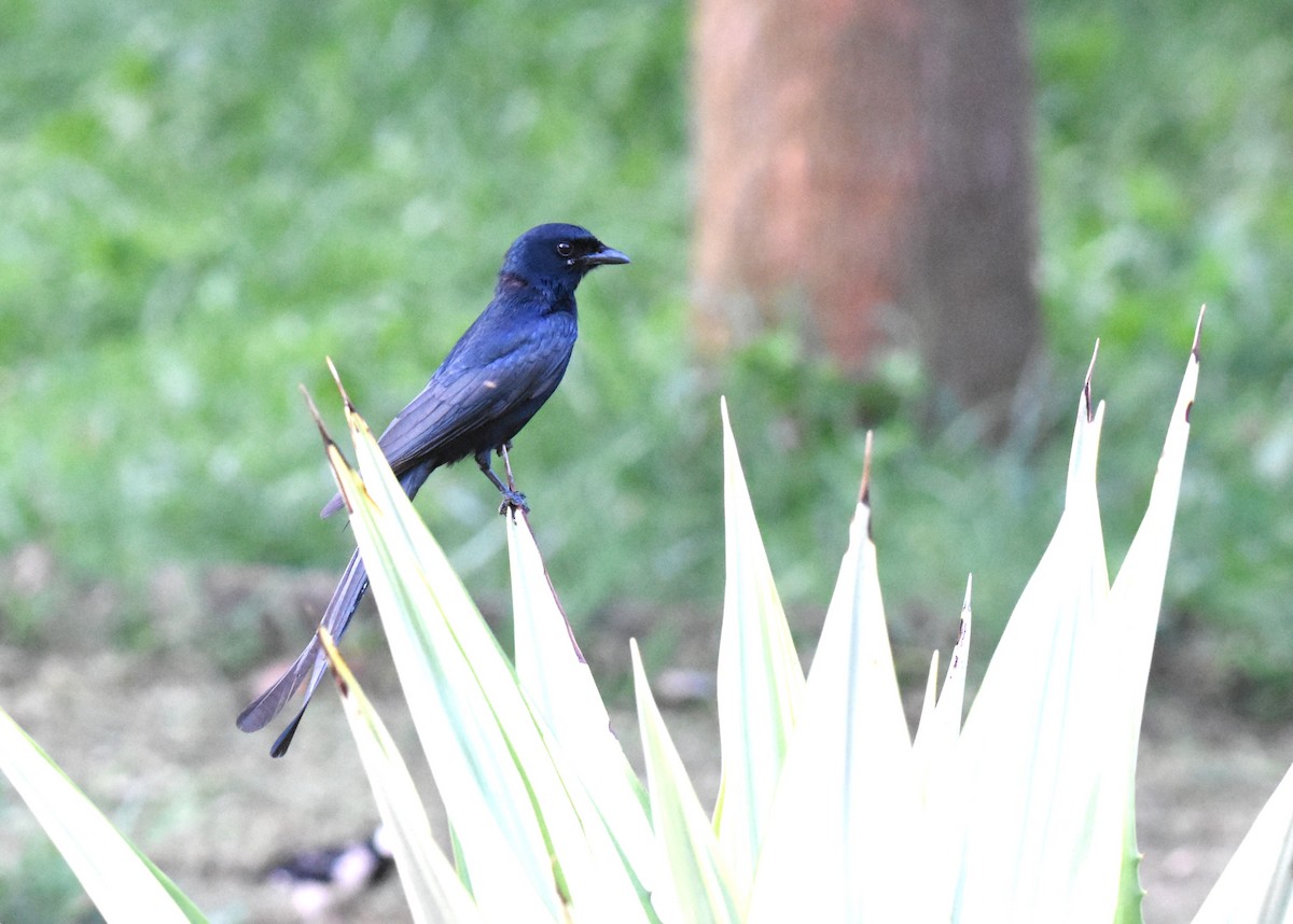 Black Drongo - PRASANNA KUMAR DHALA