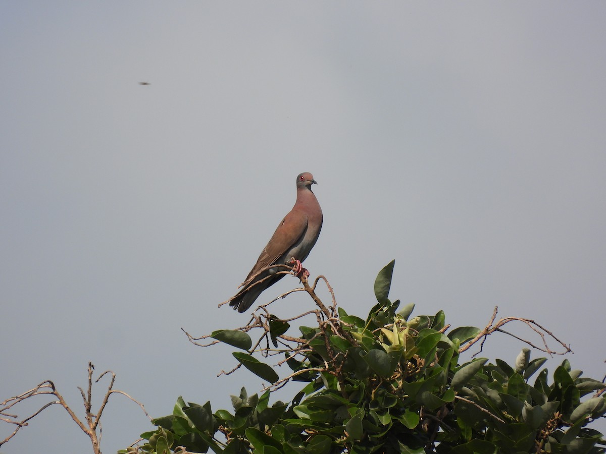 Pale-vented Pigeon - Madre Monte