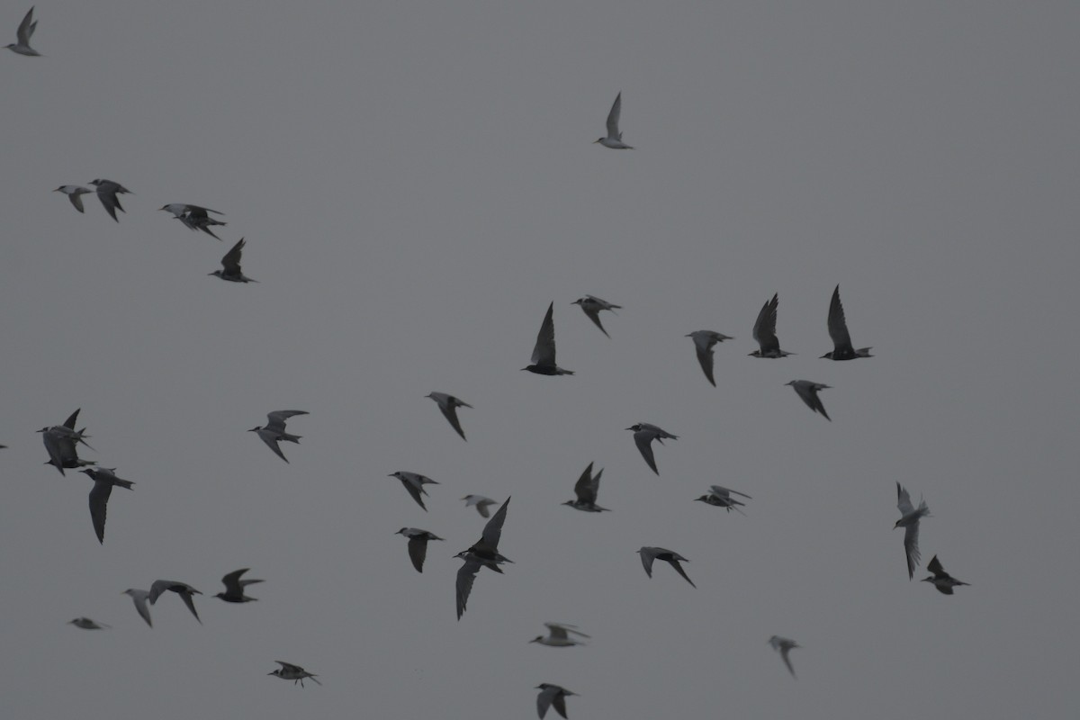 Black Tern - M Kelly