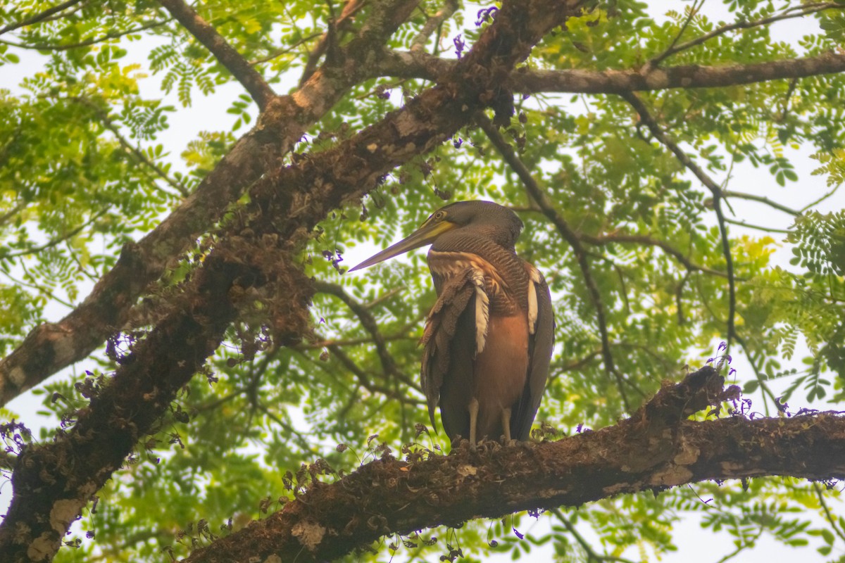 Bare-throated Tiger-Heron - Manuel de Jesus Hernandez Ancheita