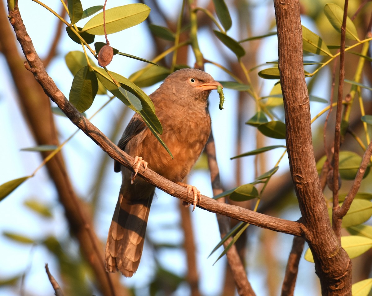 Jungle Babbler - ML619553009