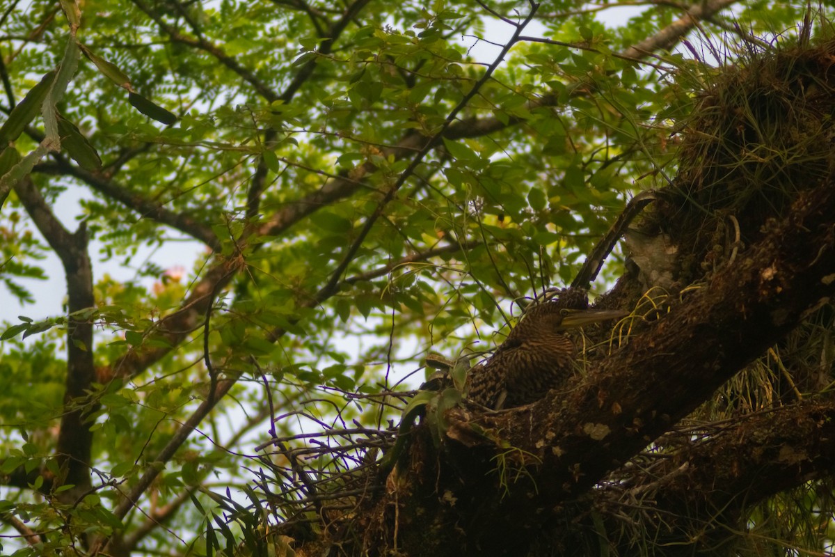 Bare-throated Tiger-Heron - Manuel de Jesus Hernandez Ancheita