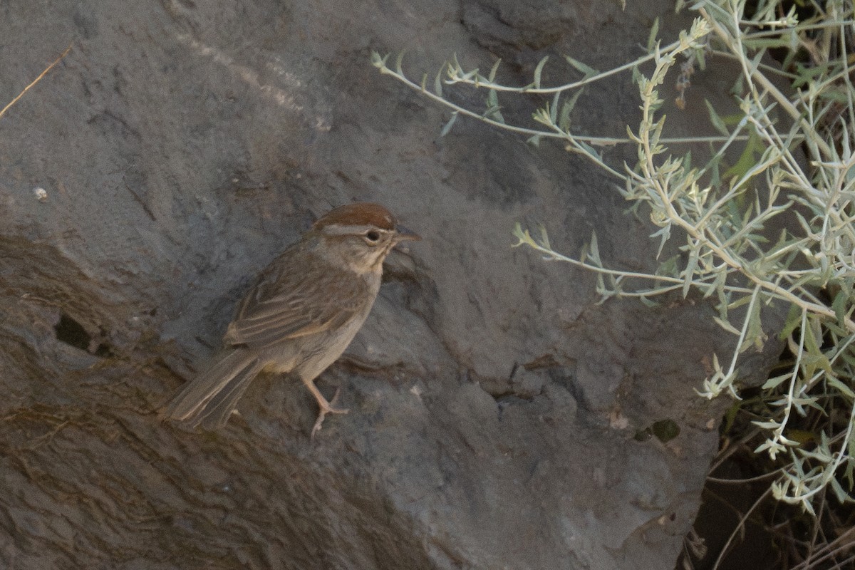 Rufous-crowned Sparrow - Ross Bartholomew