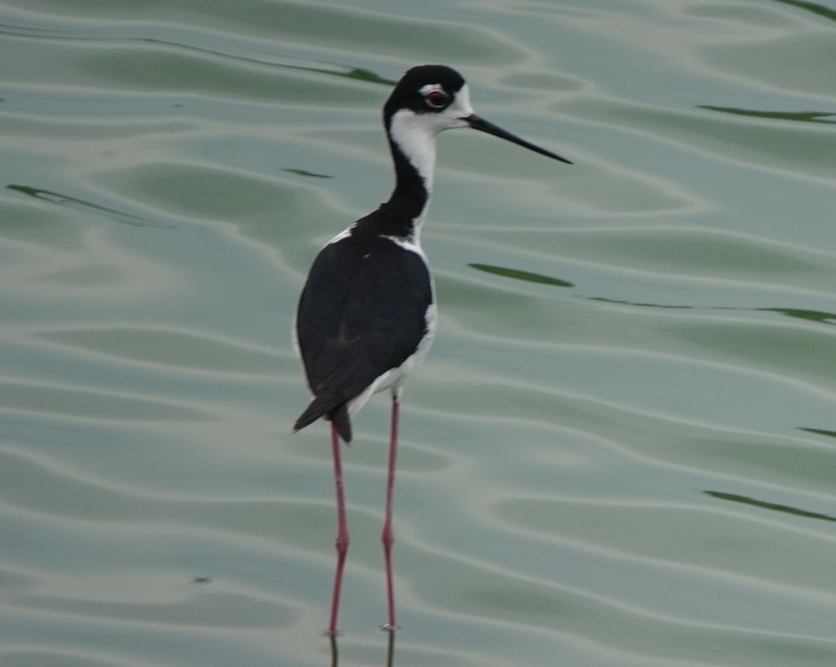 Black-necked Stilt - BettySue Dunn