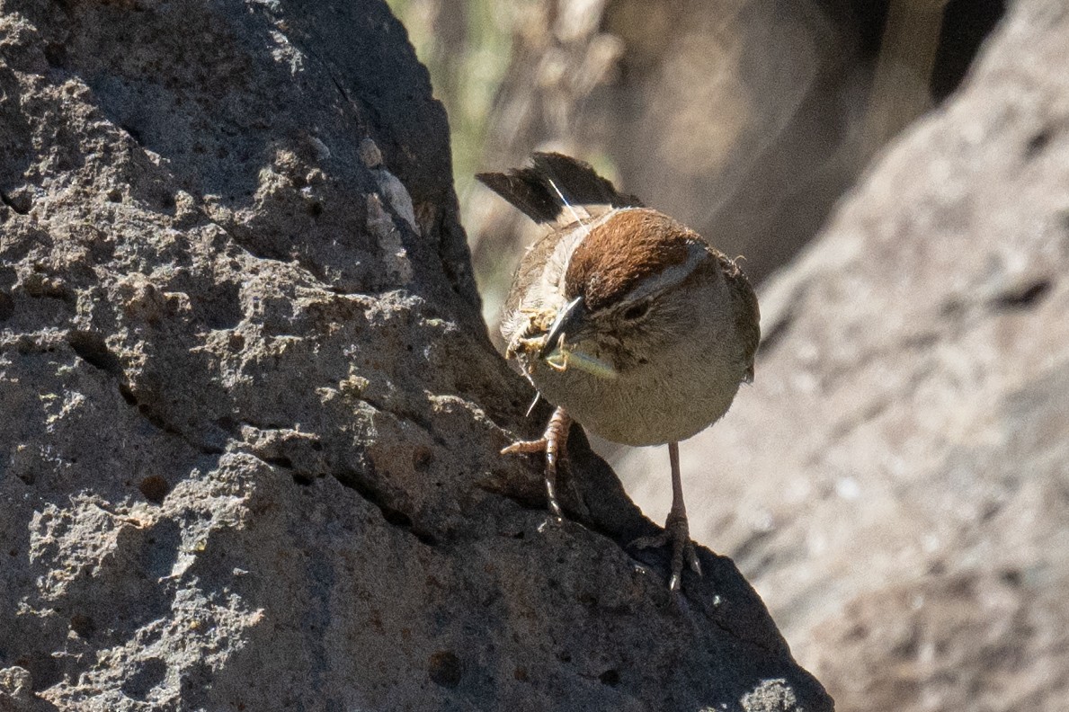 Rufous-crowned Sparrow - Ross Bartholomew