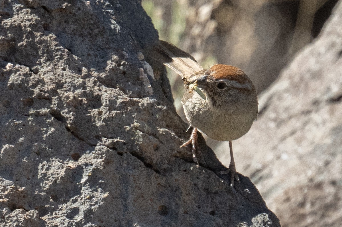 Rufous-crowned Sparrow - Ross Bartholomew