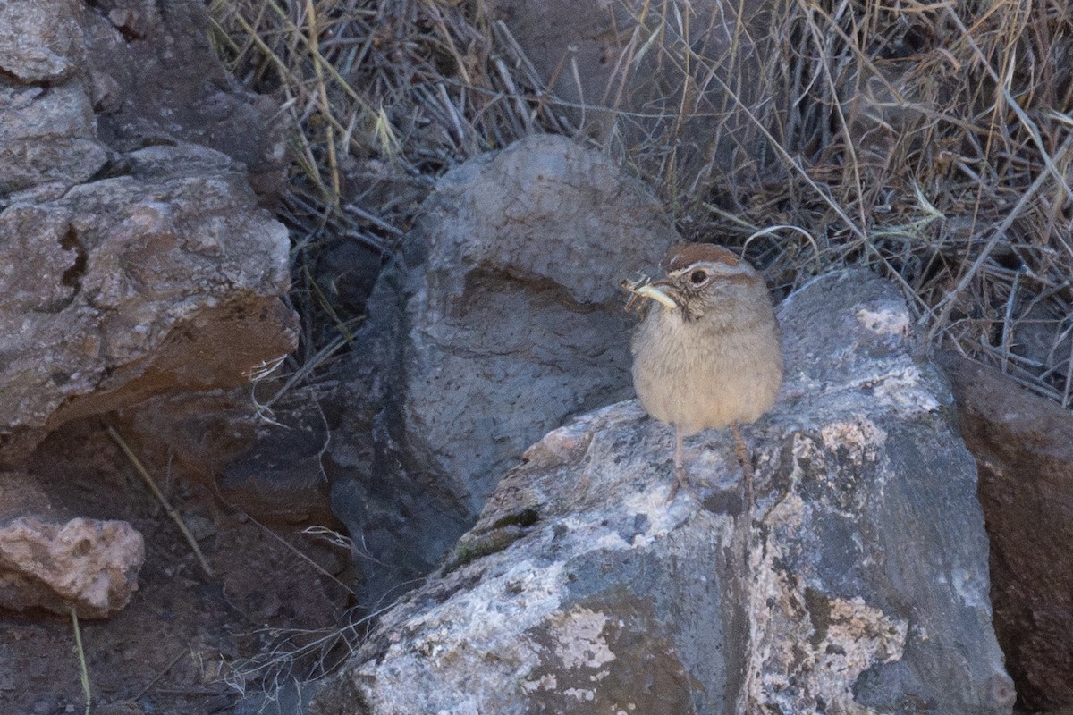 Rufous-crowned Sparrow - Ross Bartholomew