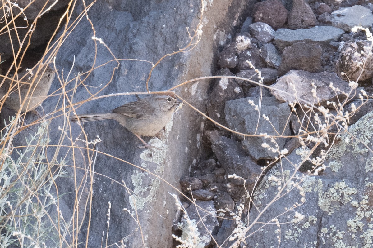 Rufous-crowned Sparrow - Ross Bartholomew