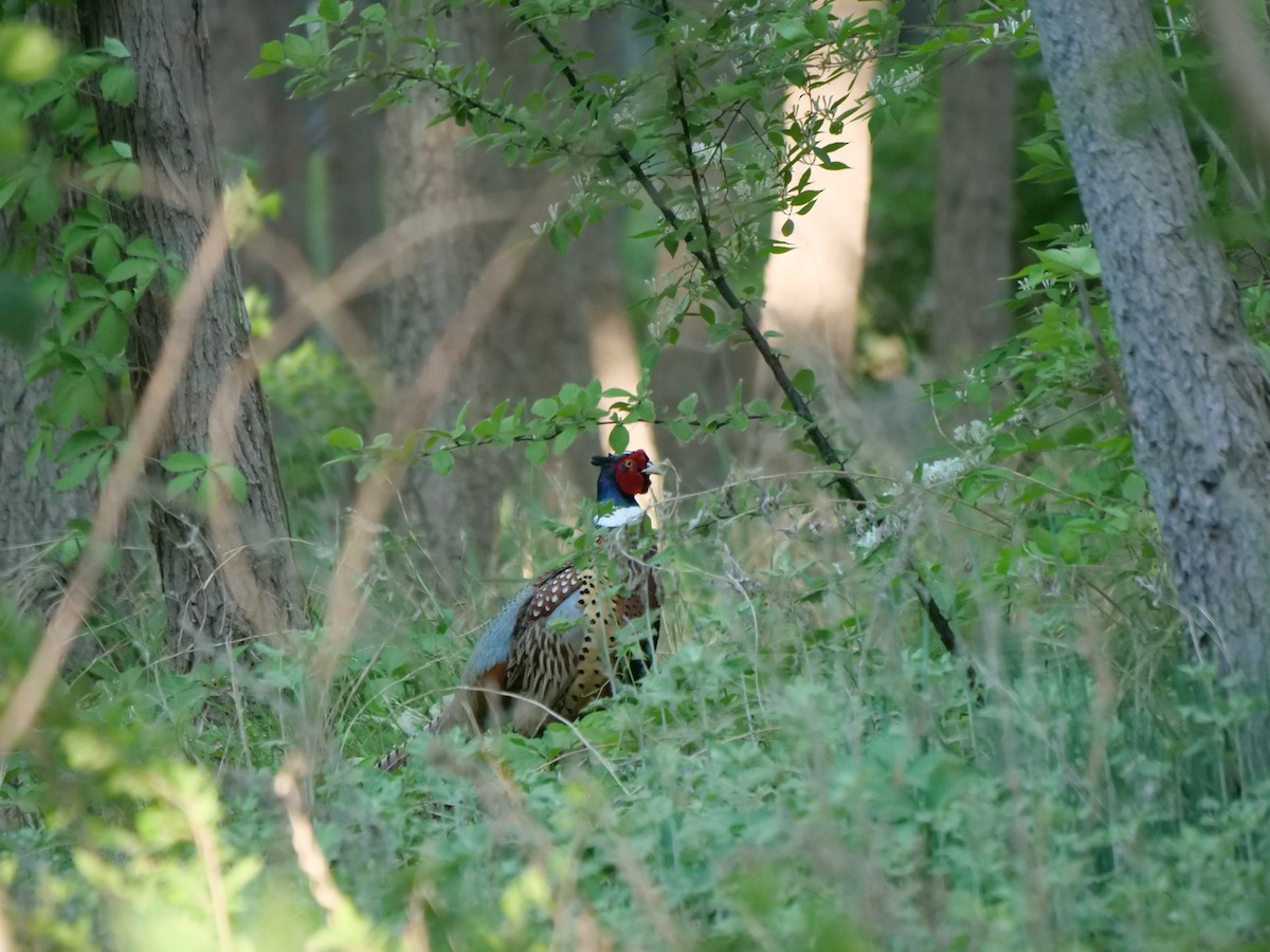 Ring-necked Pheasant - guangfeng Shao