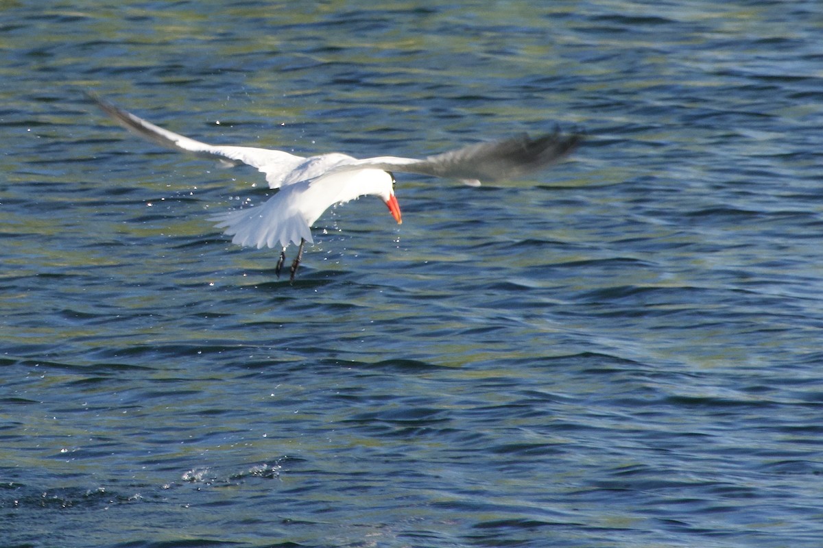 Caspian Tern - Jerry Horak