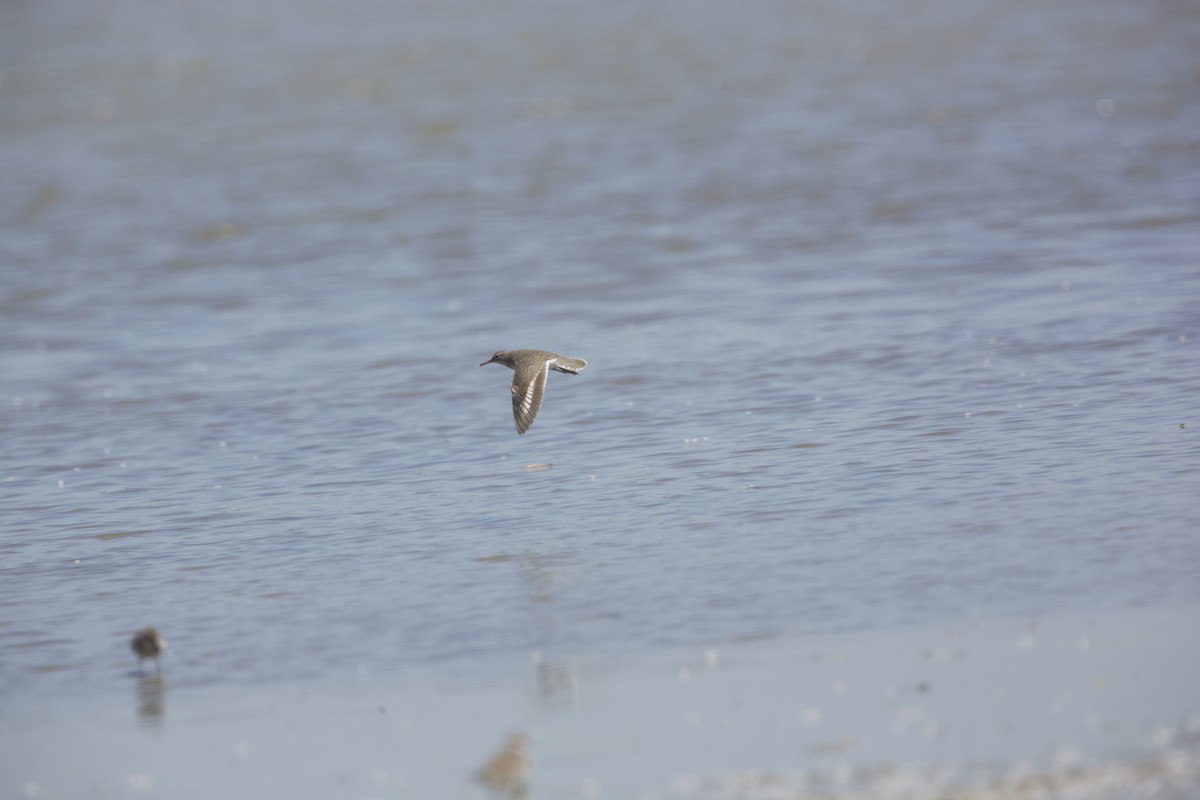 Spotted Sandpiper - Paul Miller