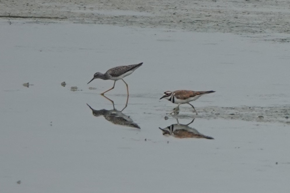 Killdeer - BettySue Dunn